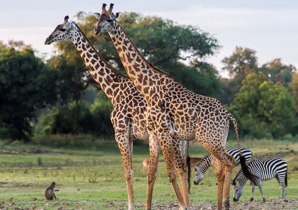 Thornicroft’s Giraffes