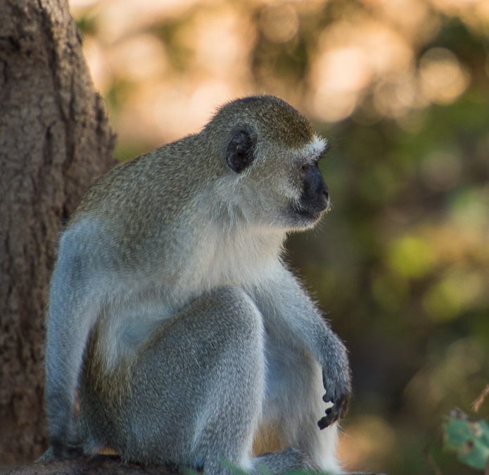 Vervet Monkey