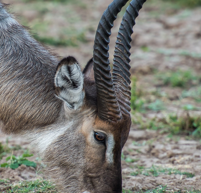 Waterbuck