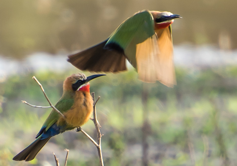 White-fronted Bee-eaters
