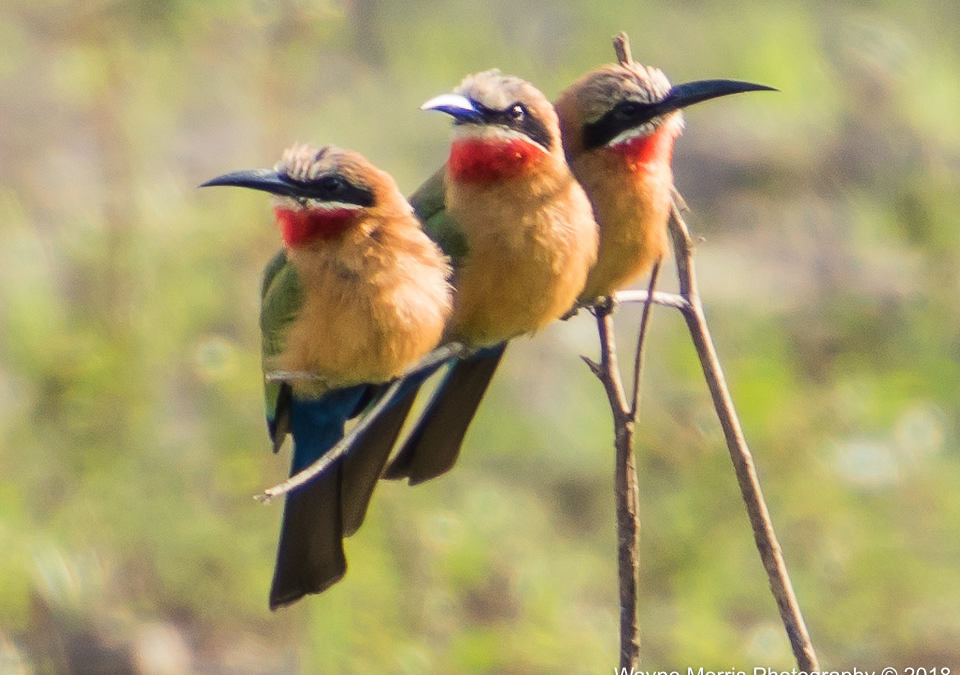 White-fronted Bee-eaters