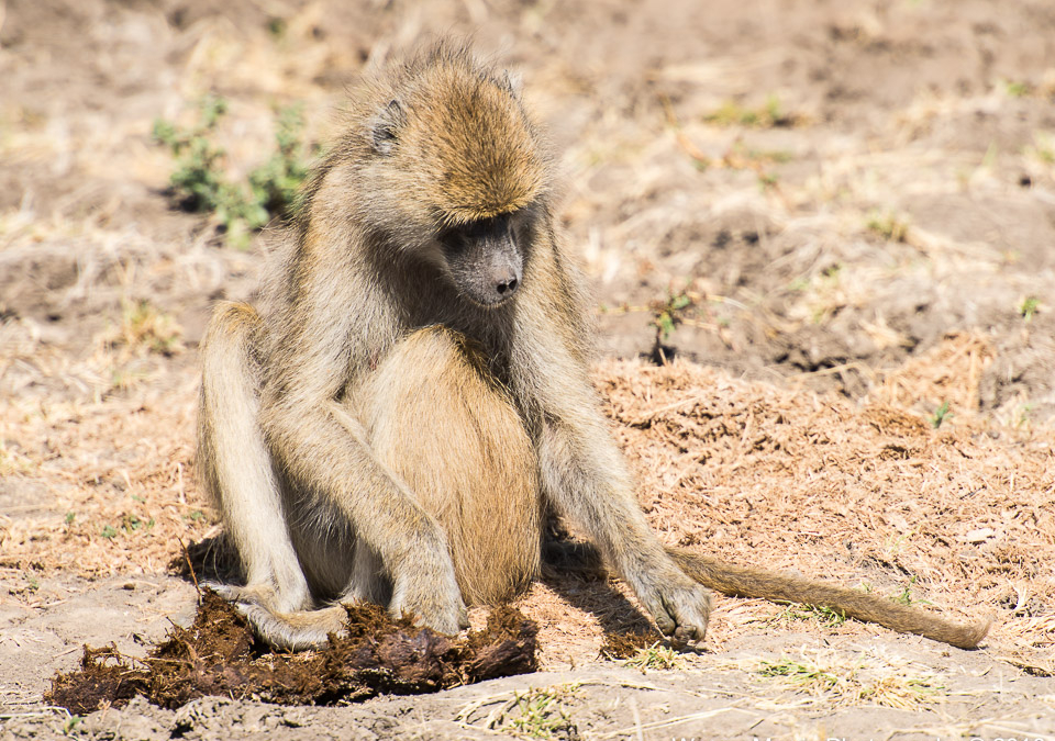 Yellow Baboon eating elephant poo