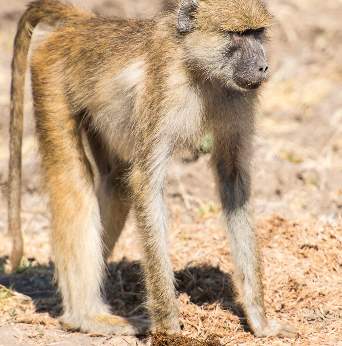 Yellow Baboon eating elephant poo
