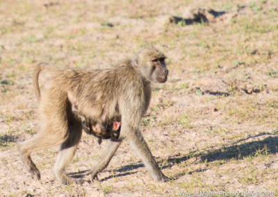 Yellow Baboon and baby