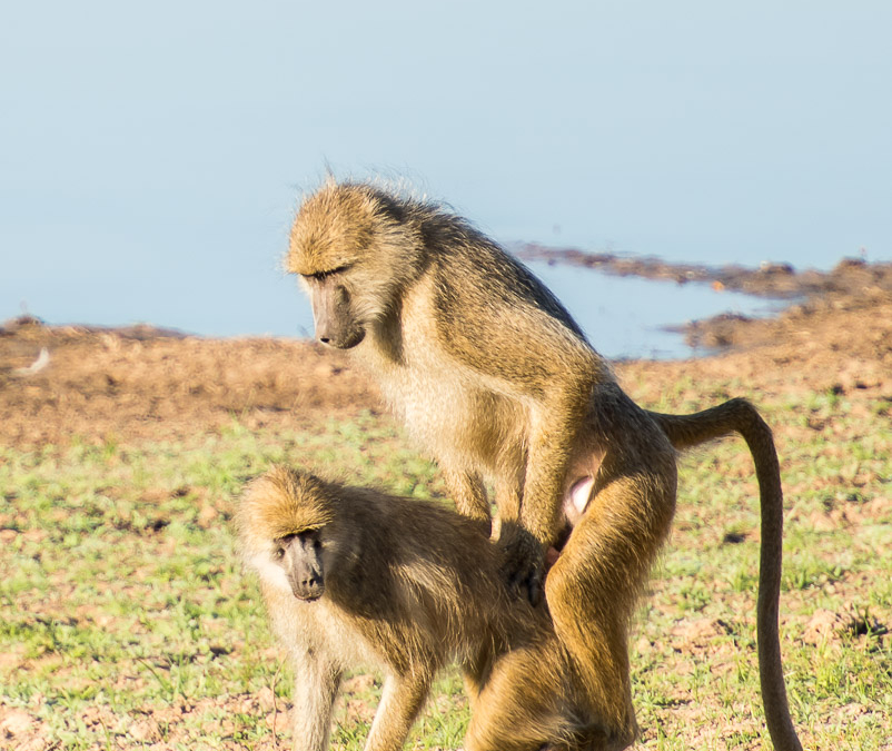 Mating Yellow Baboons
