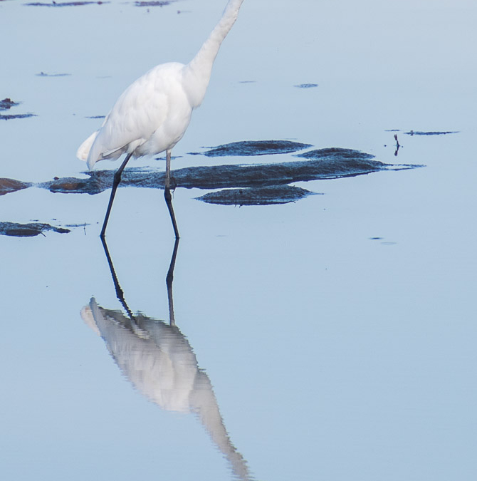 Yellow-billed Egret