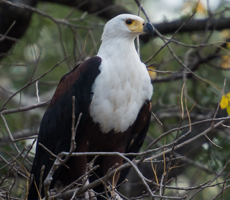 African Fish Eagle