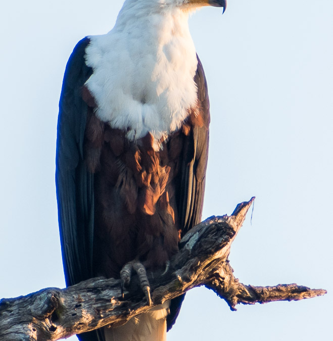 African Fish Eagle