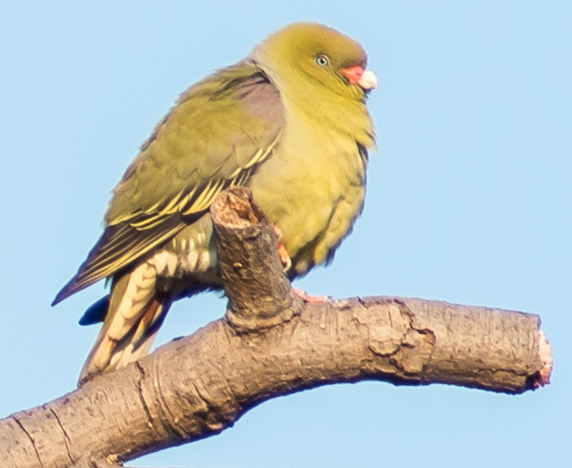 African Green Pigeon