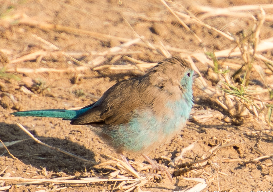 Blue Waxbill