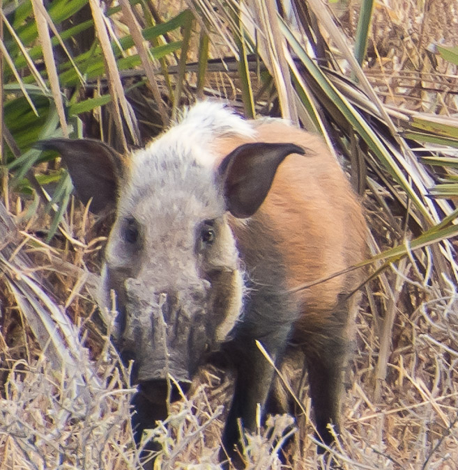 Bushpig