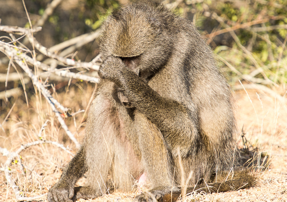 Chacma Baboon