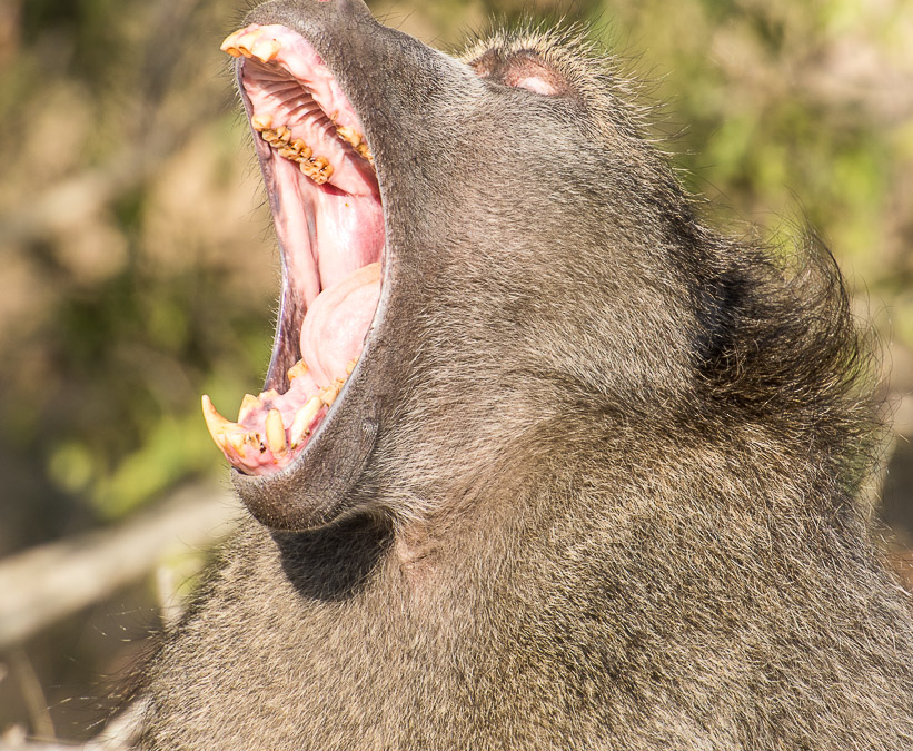 Yawning Chacma Baboon