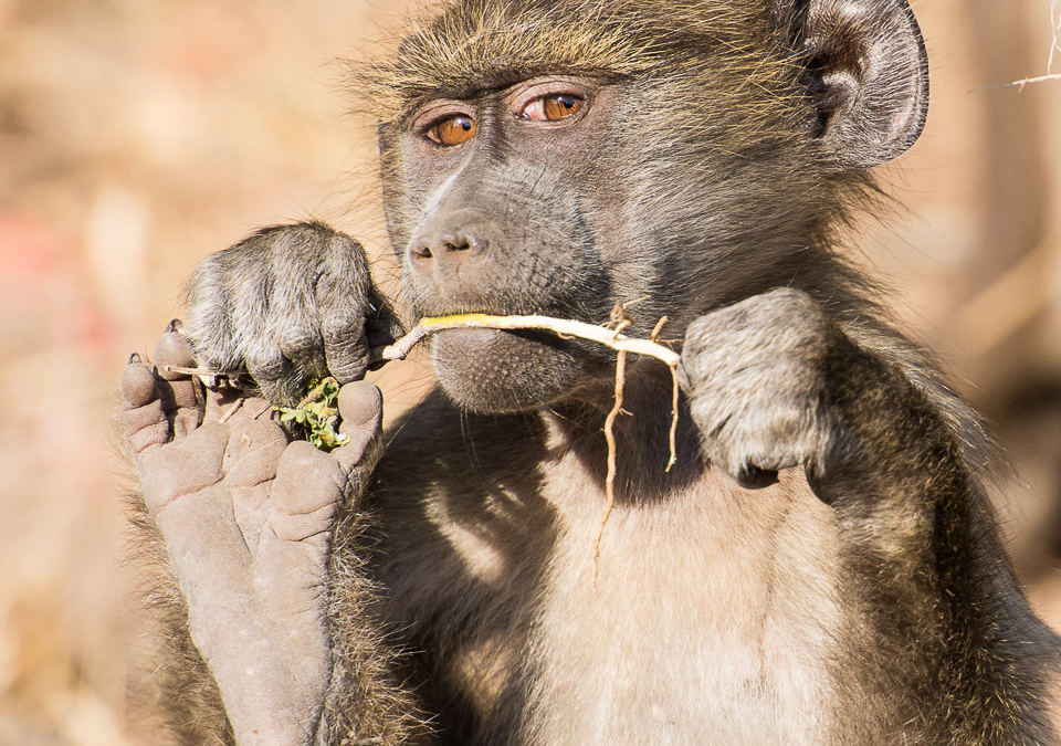 Chacma Baboon youngster