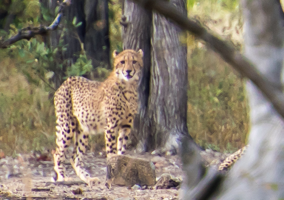 One of 3 Cheetahs