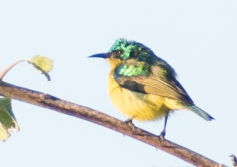 Female Collared Sunbird