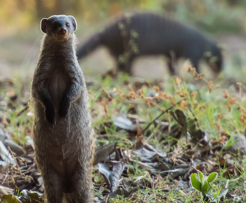 Banded Mongoose
