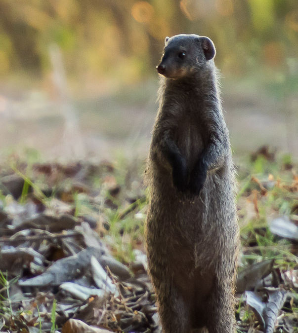 Banded Mongoose
