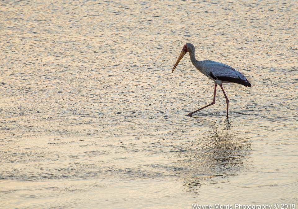 Yellow-billed Stork