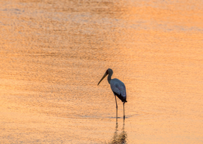 Yellow-billed Stork at sunset on the Luangwa River