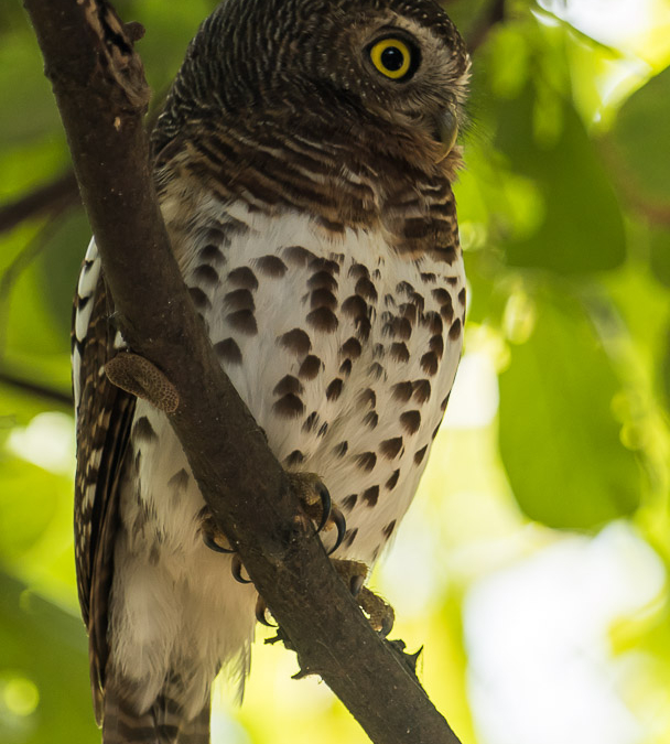 African Barred Owlet