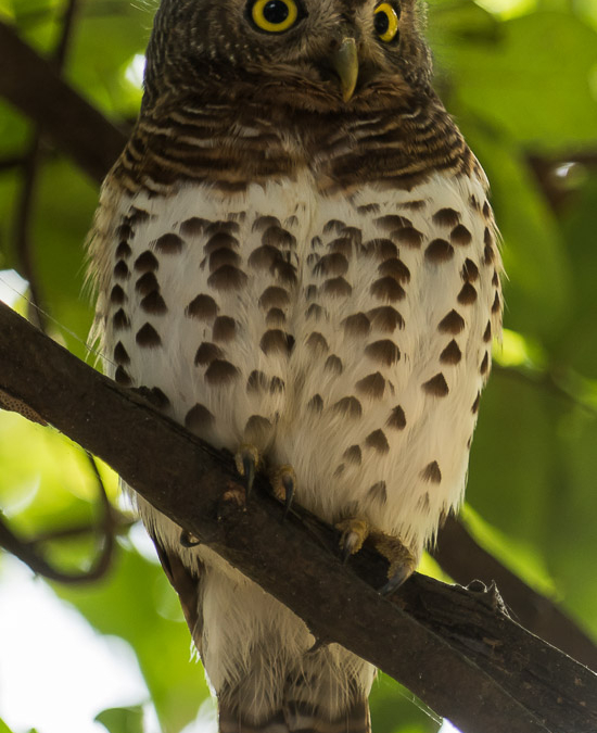African Barred Owlet