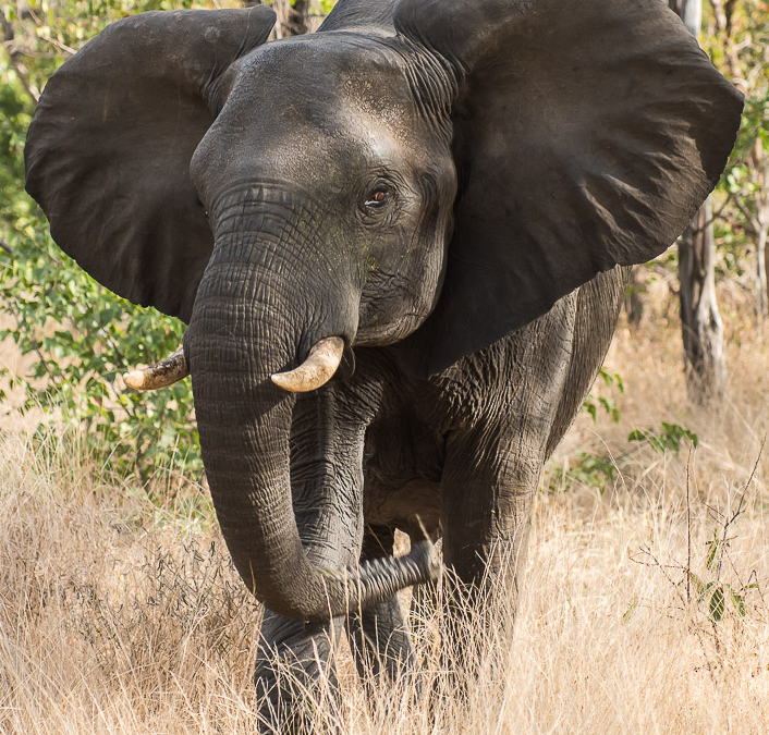 Irate Elephant