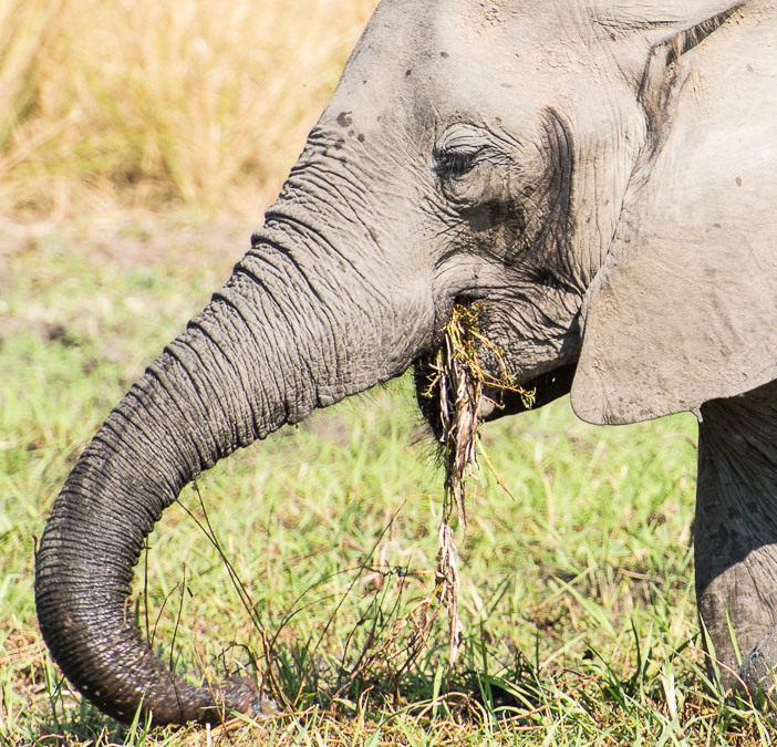 Contributing towards its massive diet