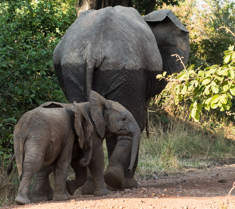 Elephant family