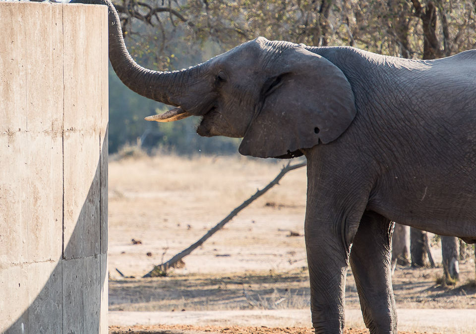 Elephant drinking from a manmade watering hole