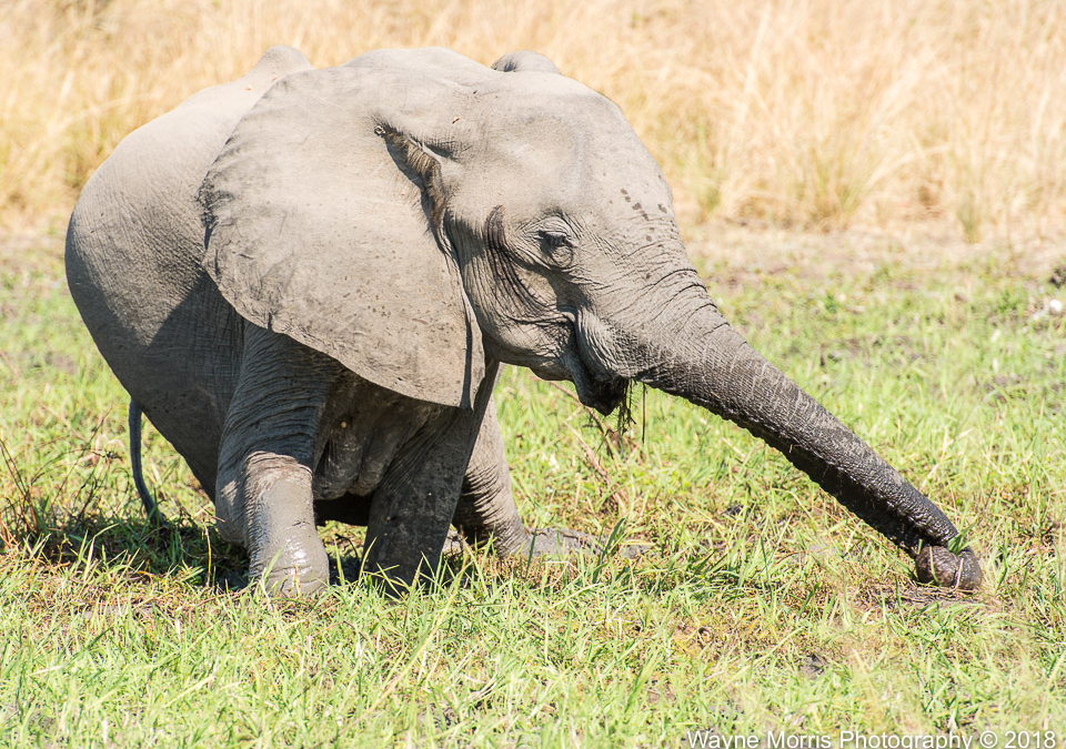Elephant enjoying the swamp