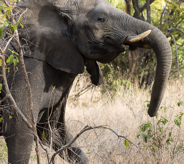 Elephant none too happy with us