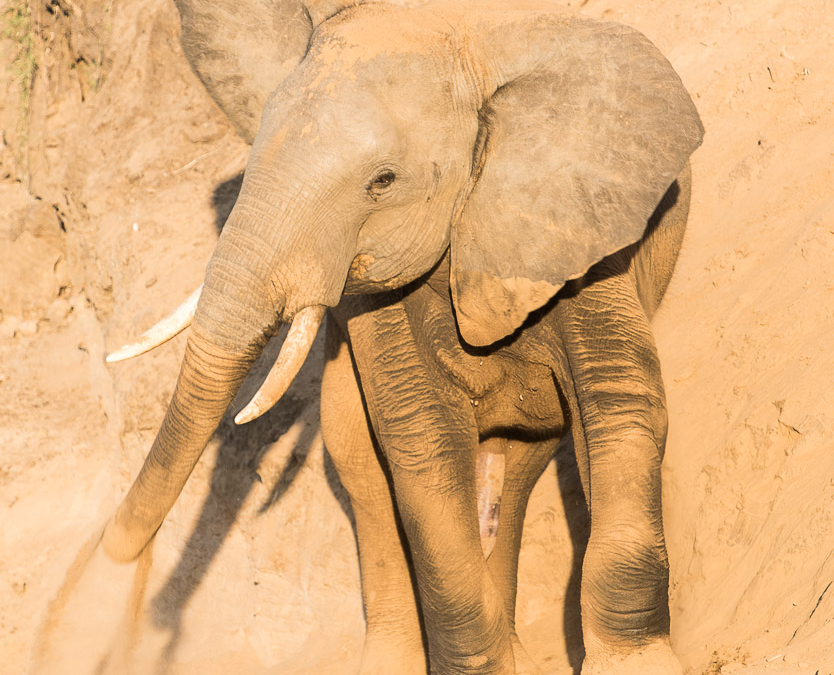 Young Elephant enjoying a dirt bath after crossing the Luangwa River