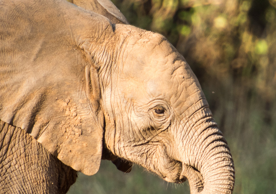 Young Elephant