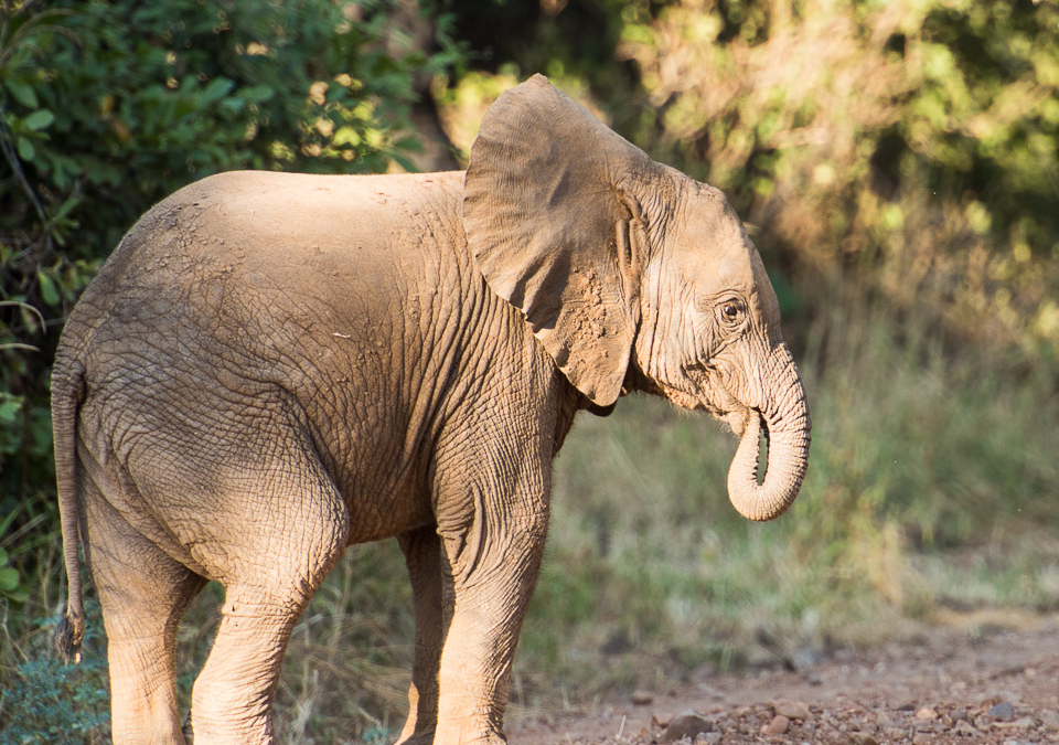 Young Elephant
