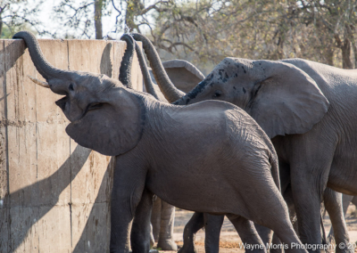 Elephants drinking from a manmade watering hole