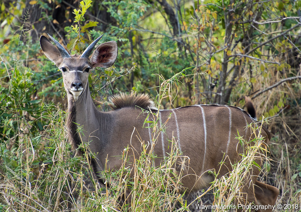 Greater Kudu