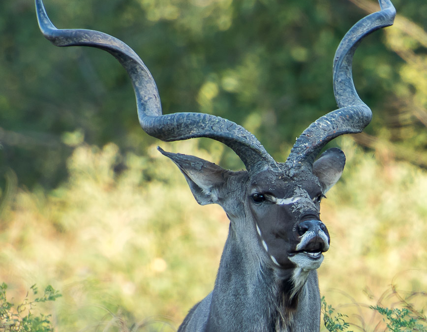 Greater Kudu