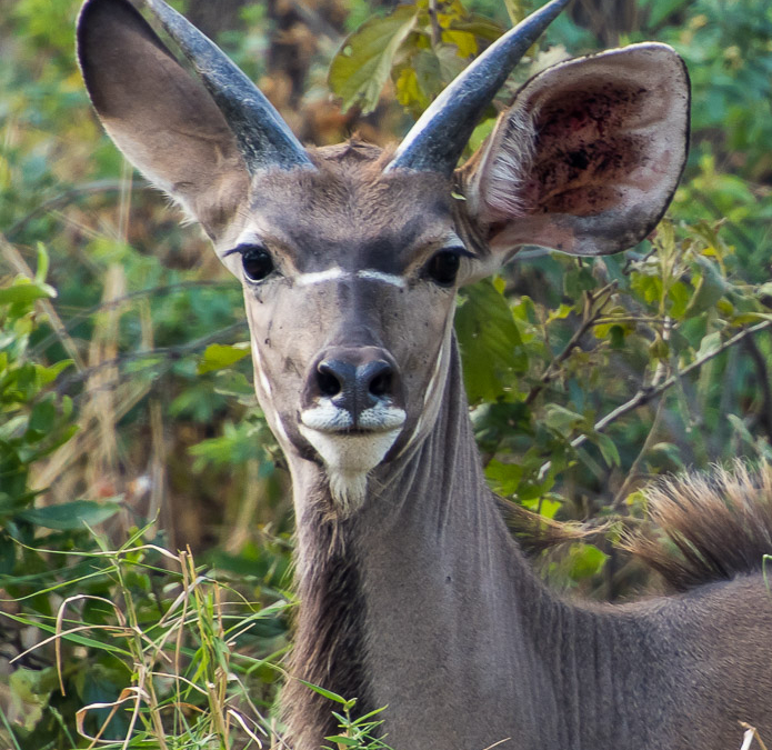 Greater Kudu