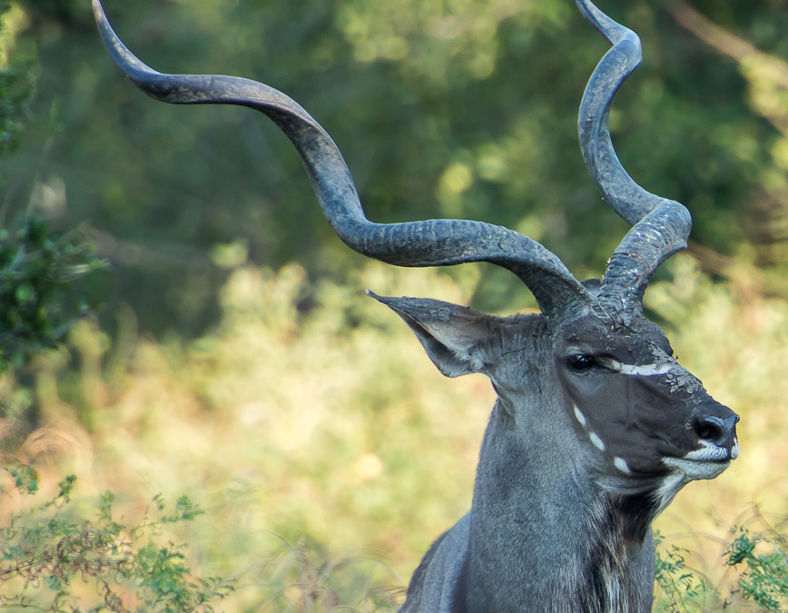 Greater Kudu