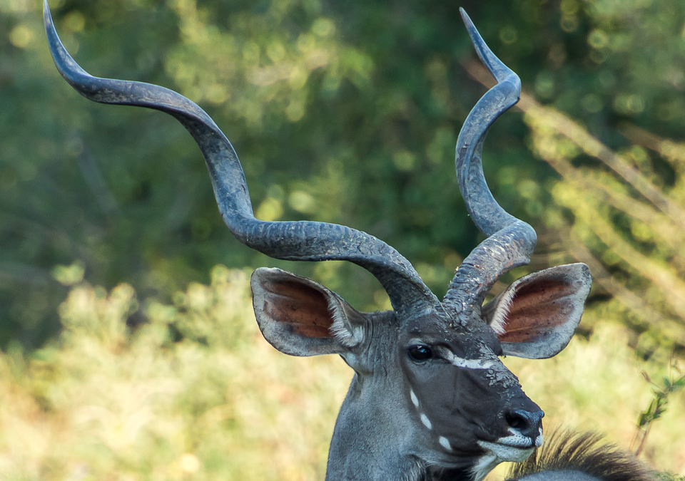 Male Greater Kudu
