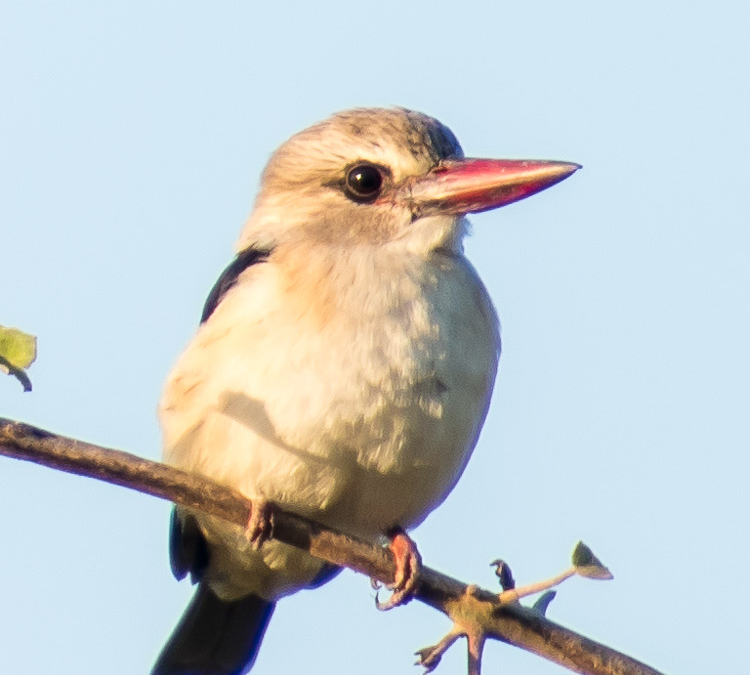 Grey-headed Kingfisher