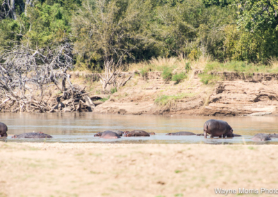 A few of the many hippos on the Luangwa River