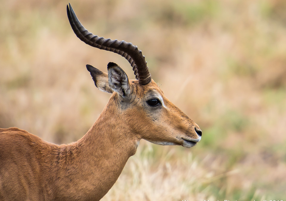 Impala
