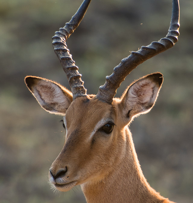Impala