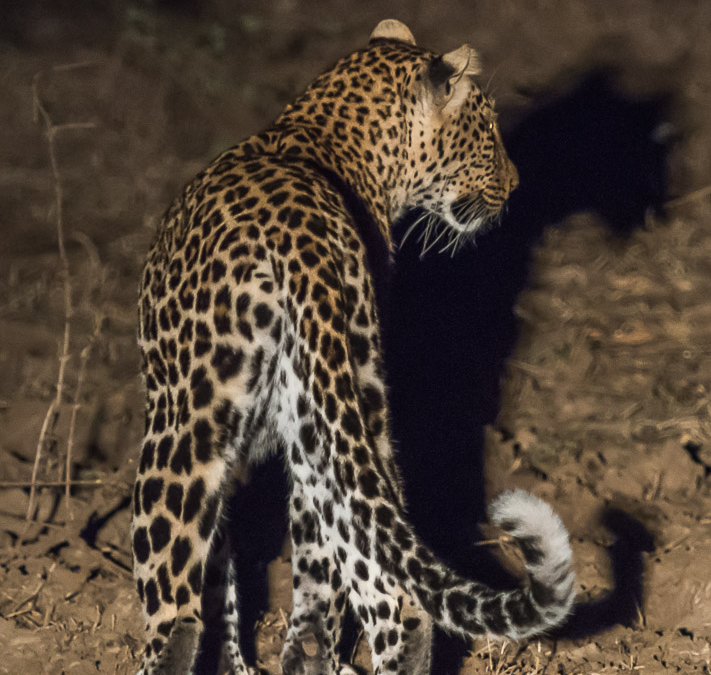 Leopard