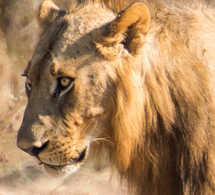 Lion