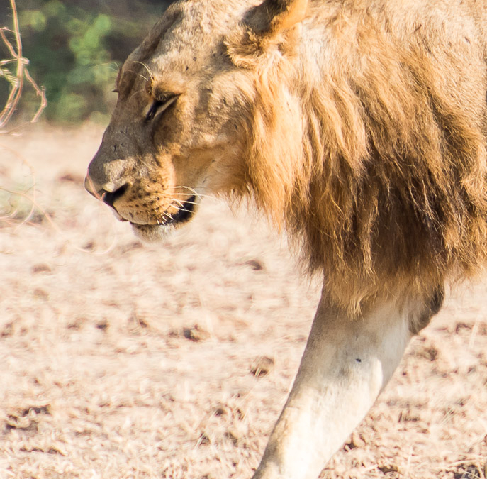 Lion