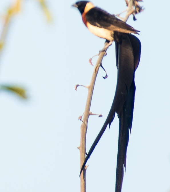 Long-tailed Paradise Whydah