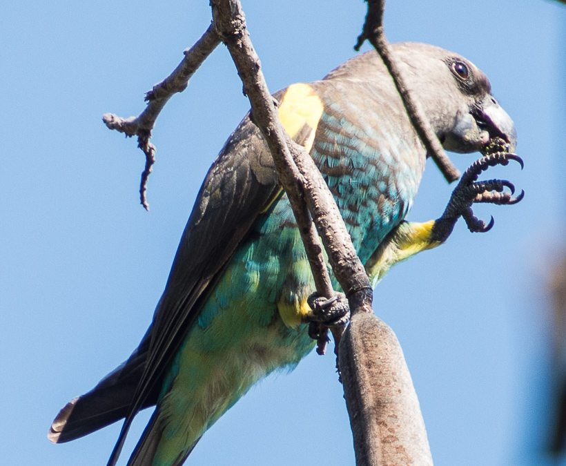 Meyer’s Parrot